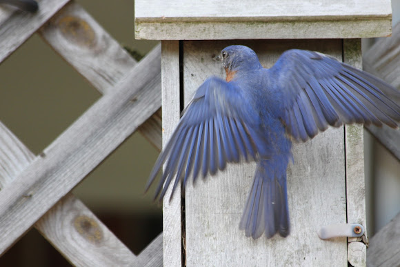 Spotting Image 1