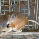 Dulzura Kangaroo Rat