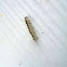 Eastern Tent Caterpillar
