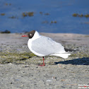 Black-headed Gull