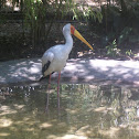 Yellow-billed Stork