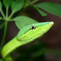 Green Vine Snake