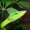 Green Vine Snake