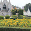 Marigolds