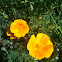California poppies