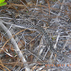 Dusky Pygmy rattlesnake