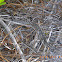 Dusky Pygmy rattlesnake