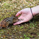 Eastern Chipmunk