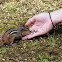Eastern Chipmunk