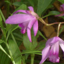 Ground Orchid