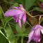 Ground Orchid