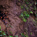 Red-Kneed Tarantula
