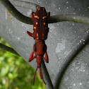 strait-snouted weevil