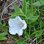 Low Bindweed