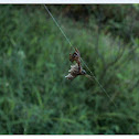 Spined Micrathena