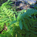 Bead fern