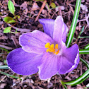 Crocus