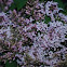 lilacs