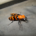 Big-eared Blister Beetle