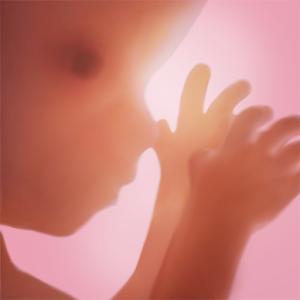 Pregnancy + for PC-Windows 7,8,10 and Mac
