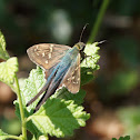 Long-tailed Skipper