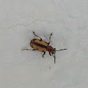 Striped asparagus beetle