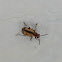 Striped asparagus beetle
