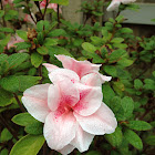 Autumn Belle Azalea