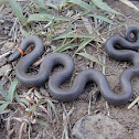 Prairie ring-necked snake