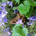 Common Frog