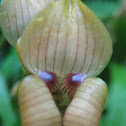 Egerton's Trigonidium 