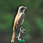 Gray Kingbird