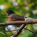 American Robin