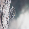 Brown Creeper