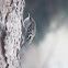 Brown Creeper