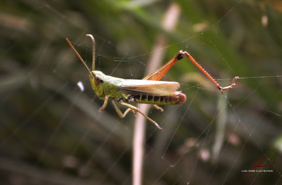 Spotting Image 1
