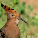 Abubilla (Hoopoe)