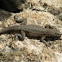 Sideblotched lizard