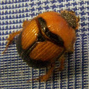 Earth-boring Scarb Beetle
