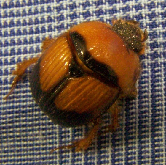 Spotting Image 1