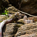 Northern Water Snake