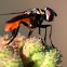 Feather-legged fly