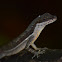 Anoles