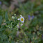 Philadelphia Fleabane (a.k.a. Skevish or Philadelphia Daisy)