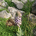 Barlia robertiana