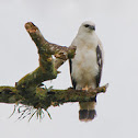 White Hawk