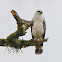 White Hawk