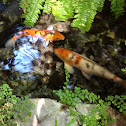 Koi