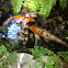 Koi