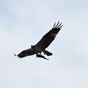 Osprey